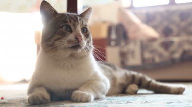 Yerde yatan sevimli kedi.