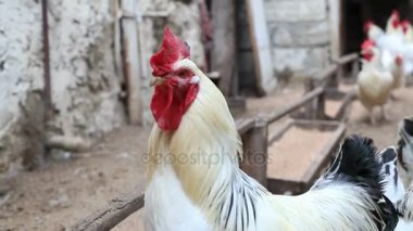 Açık havada yürüyüş horoz