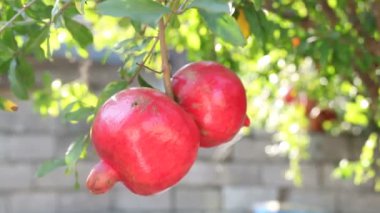 Bir brunch üzerinde kırmızı olgun nar