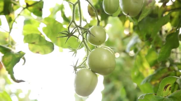 Зеленые помидоры созревают на виноградной лозе — стоковое видео