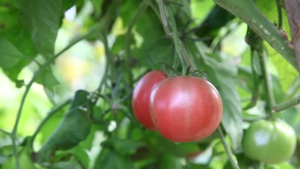 Pomodori verdi che maturano sulla vite — Video Stock