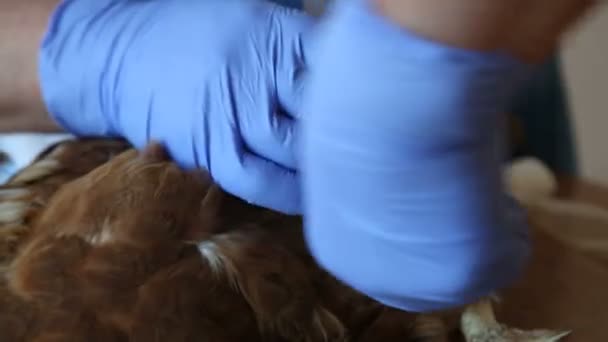 Vendaje una herida de gallina — Vídeo de stock