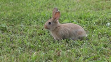 çimde oturma sevimli tavşan
