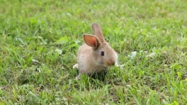 küçük tavşan
