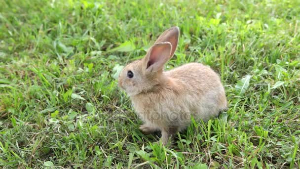 草の上に座ってかわいいウサギ — ストック動画