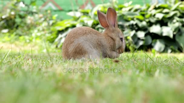 Little bunny rabbit — Stock Video