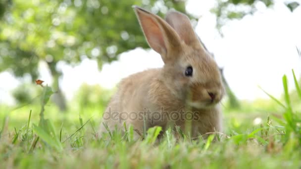 Kleines Kaninchen auf dem Gras — Stockvideo