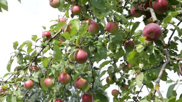 Apple trees in an orchard — Stock Video