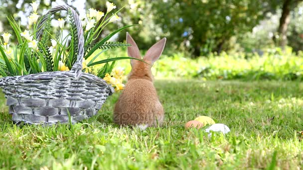 Bahçedeki sevimli tavşan. — Stok video