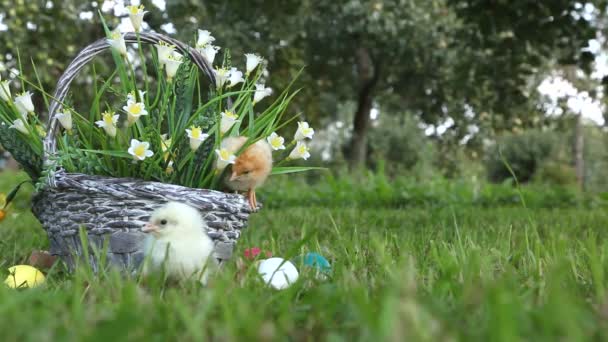 Chicks walking on the grass — Stock Video