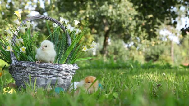 Kuikens op het gras te lopen — Stockvideo