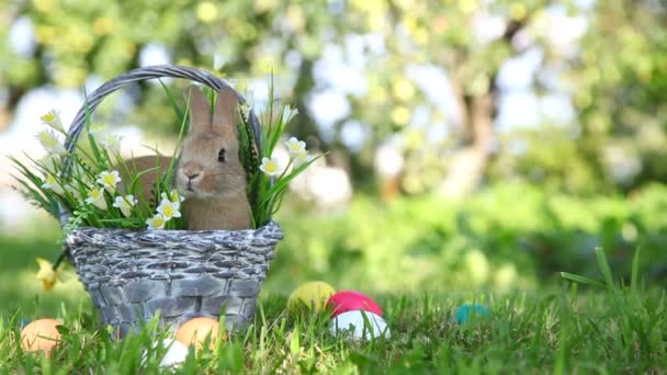 Lindo conejo en el jardín — Vídeos de Stock