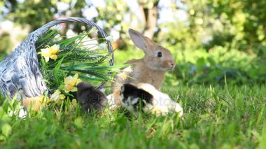 Sevimli civciv ve bunny bahçede