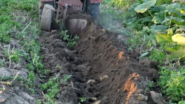 Traktör sürme patates alan