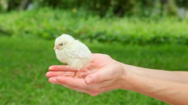 Sevimli küçük kız elinde.