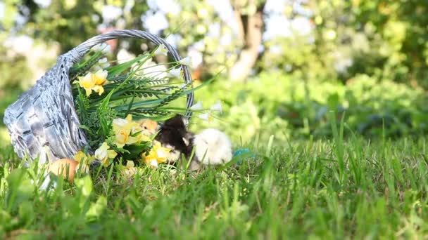 Kuikens op het gras te lopen — Stockvideo