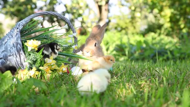 Cute chicks and bunny in the garden — Stock Video