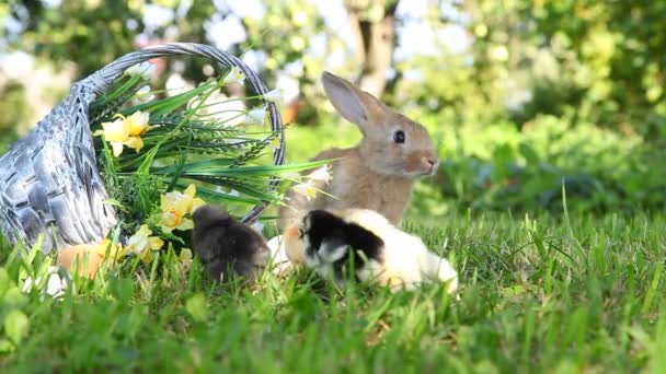 Lindos polluelos y conejito en el jardín — Vídeos de Stock