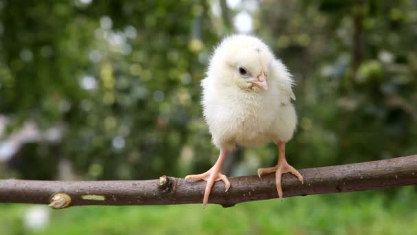 Weinig leuke chick op de zitstok — Stockvideo