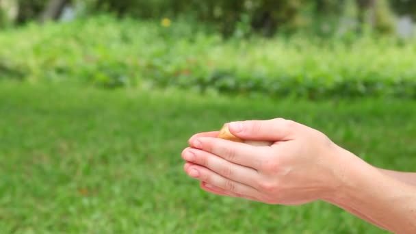 Cute little chick in hands. — Stock Video