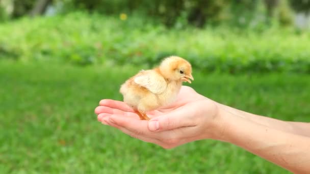 Mignon petit poussin dans les mains . — Video