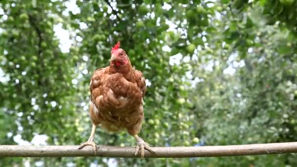 Молодая красная курица в саду — стоковое видео