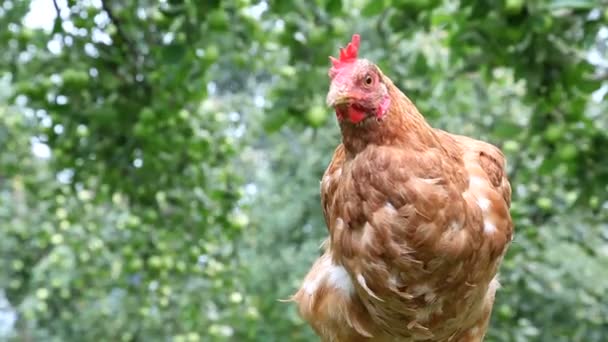 Mladé červené slepice na zahradě — Stock video