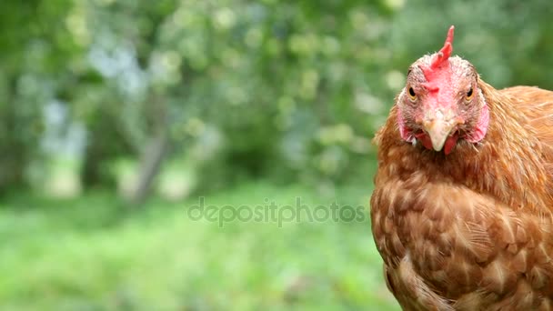 Joven gallina roja en el jardín — Vídeo de stock