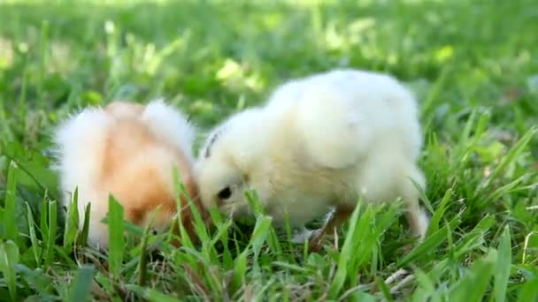 Twee kuikens op het gras te lopen — Stockvideo