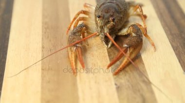 Hayatta kerevit portre