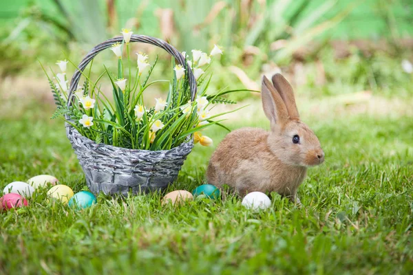 Çimlerin üzerinde sevimli bir tavşan
