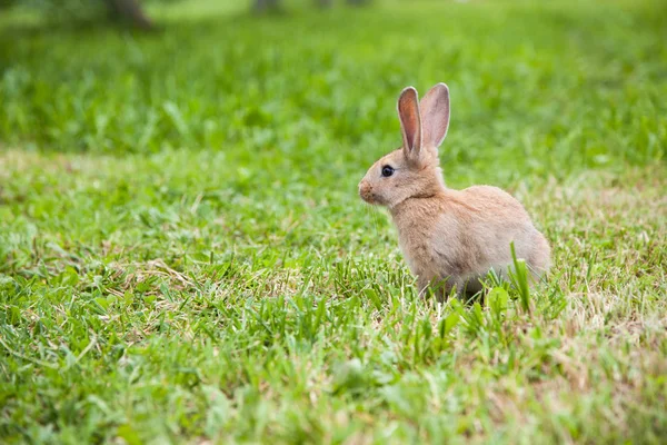 Schattig konijn op het gras — Stockfoto