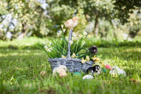 Küçük şirin kızlar