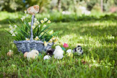 Küçük şirin kızlar