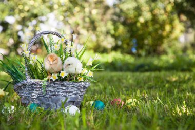 Küçük şirin kızlar