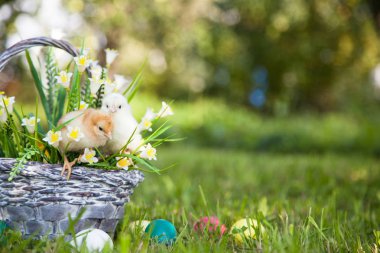 Küçük şirin kızlar