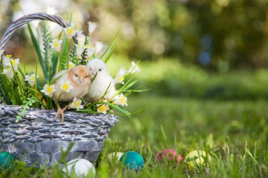 Küçük şirin kızlar