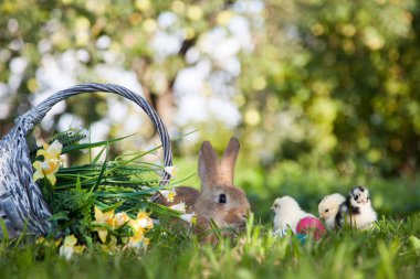 Sevimli tavşan ve küçük kızlar