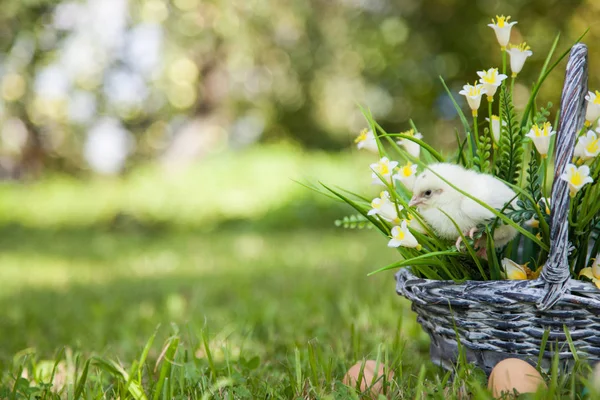 Niedliches kleines Küken — Stockfoto