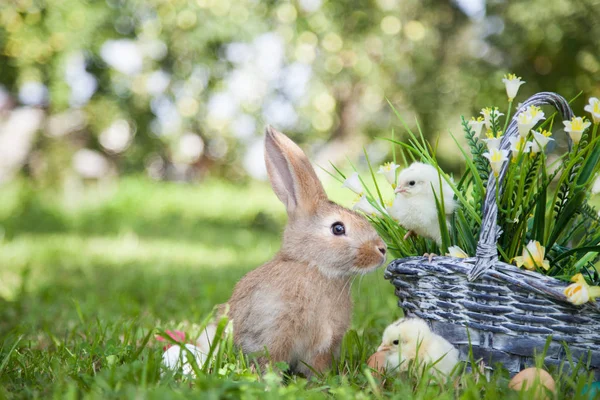 Sevimli tavşan ve küçük kızlar — Stok fotoğraf