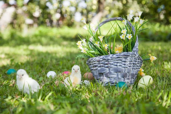 Little cute chicks — Stock Photo, Image