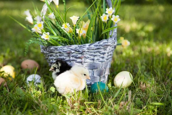 Little cute chicks — Stock Photo, Image