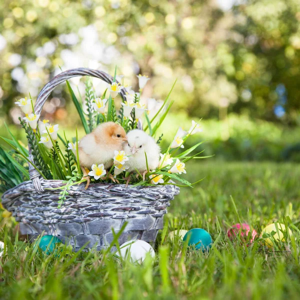 Küçük şirin kızlar