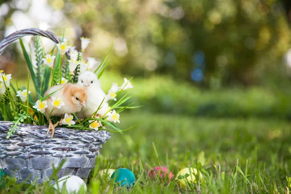 Küçük şirin kızlar