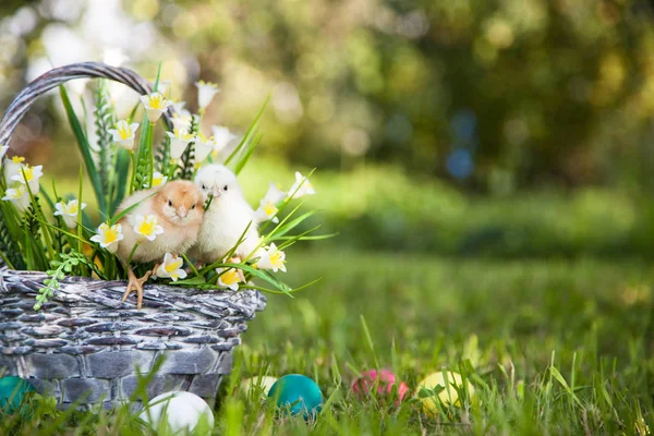 Küçük şirin kızlar