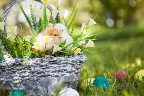 Küçük şirin kızlar