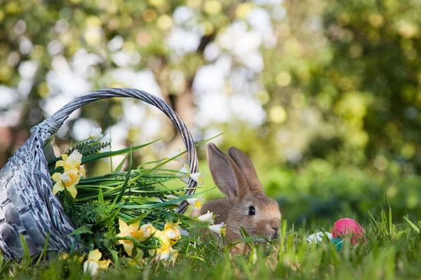 Çimlerin üzerinde sevimli bir tavşan