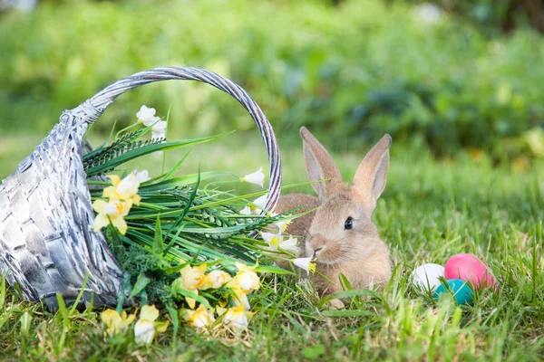Çimlerin üzerinde sevimli bir tavşan — Stok fotoğraf