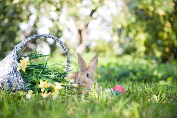 Çimlerin üzerinde sevimli bir tavşan