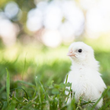 sevimli küçük kız